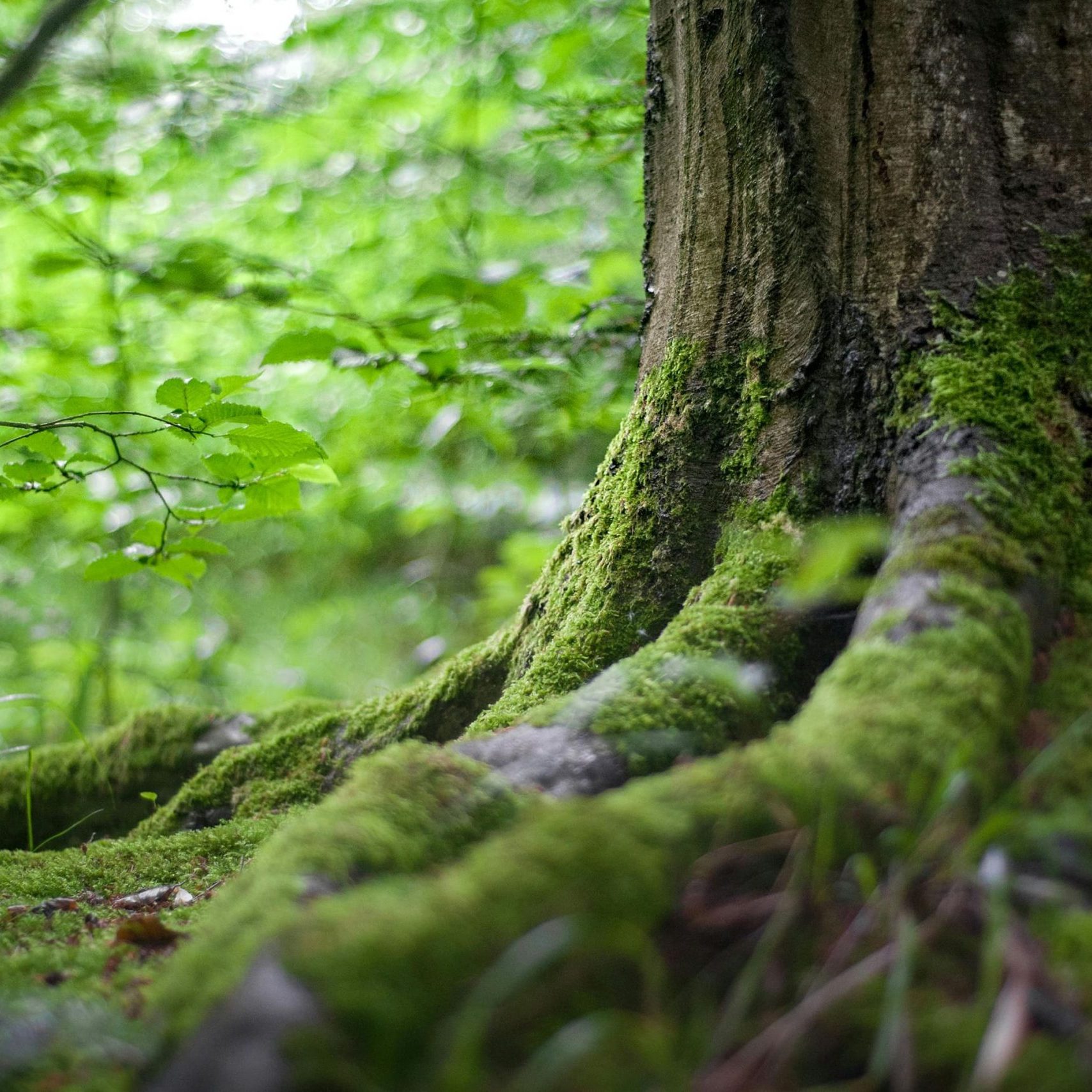 medioambiente medioambiente